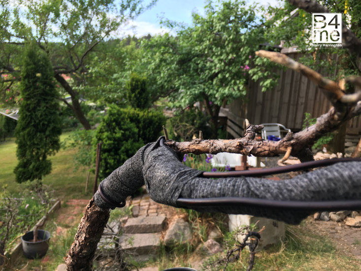 trunk bend bonsai